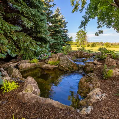 Backyard pond