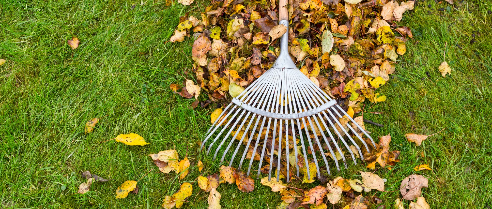 Fall Yard Maintenance with Rake